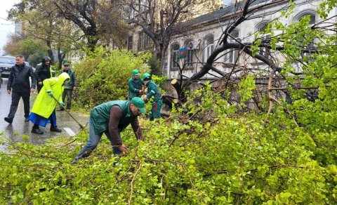Güclü külək Bakıda 55 ağacı sındırıb - RƏSMİ
