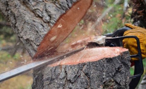 Ağacların kəsilməsi ilə bağlı toplanmış materiallar Baş Prokurorluğa göndərildi
