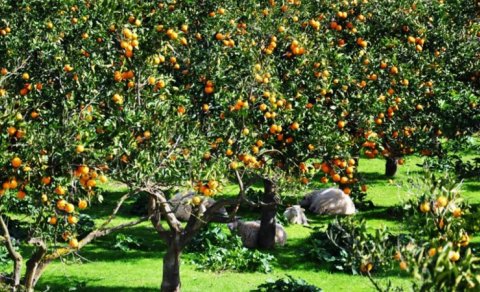 Meyvə ağaclarına qulluq necə olmalıdır?