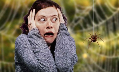 Həşərat qorxusu: Necə xilas olaq?