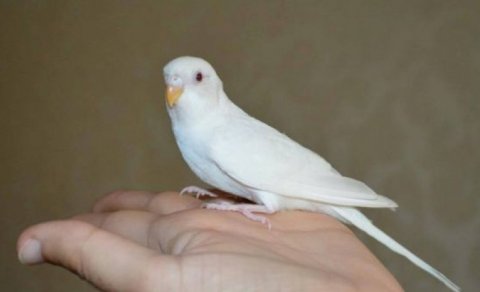 Ev şəraitində quşlara necə qulluq edilməli?