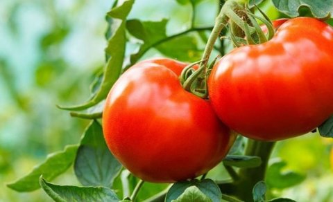 Pomidor hansı vitaminlərlə zəngindir?