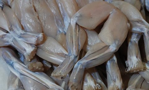 Azərbaycanda qurbağa ətinə təlabat artıb: Sağlamlıq üçün ziyanlıdırmı?