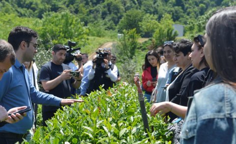 "Azerçay" çay plantasiyalarına mediatur təşkil edib - FOTO