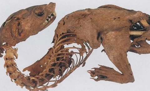 Arxeoloqlar qədim "göy qurşağı əjdahasının" sirrini açdı