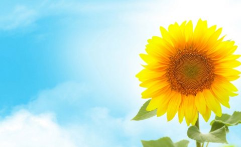 İyunda bəzi yerlərdə havanın orta aylıq temperaturu yüksək olacaq