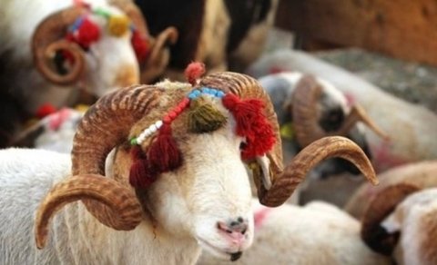 Qurban bayramı günlərində ətin qiymətində artım gözlənilir?