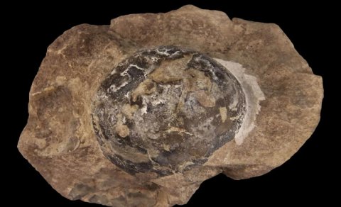 Antarktikada aşkar edilmiş yumurta fosili illərdir alimləri heyrətə salır