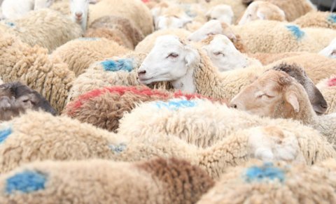 Qurbanlıq heyvan kəsməyib onun dəyərində pul yardımı etmək olar? - AÇIQLAMA
