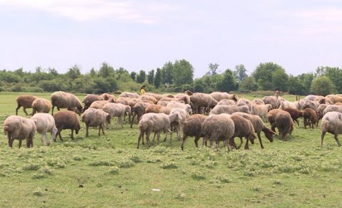 Azərbaycanda qoyunçuluq mərkəzi kimi tanınan kənd - FOTO