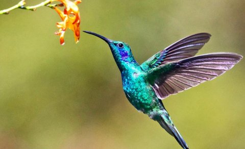 Kolibrilər və geriyə uçma qabiliyyəti: Aviasiya üçün yeni ilham mənbəyi ola bilərmi?