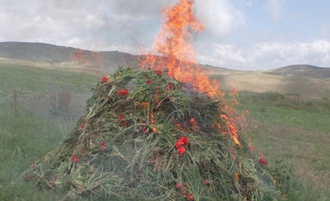 Yardımlıda 1,6 ton narkotik bitki məhv edildi
