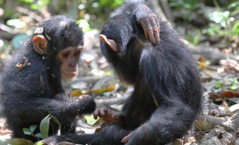 Gülməyi və rəhm etməyi bacarırlar: Unikal bonobo şimpazeləri haqqında nə məlumdur?