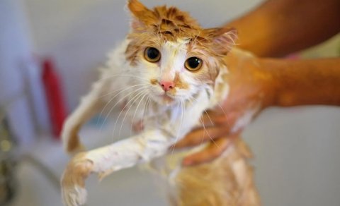 Pişiklər niyə sudan qorxur? - Minillik qorxu haqqında həqiqət