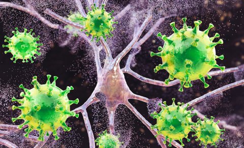 Koronavirus pandemiyası insan beyninin qocalmasını sürətləndirib