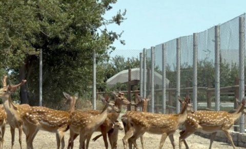 Buzovnada qanunsuz saxlanılan heyvanlar zooparka təhvil verildi - FOTO