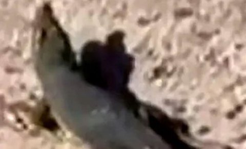 Polis üç gün dronlarla timsah axtardı, sonda oyuncaq çıxdı
