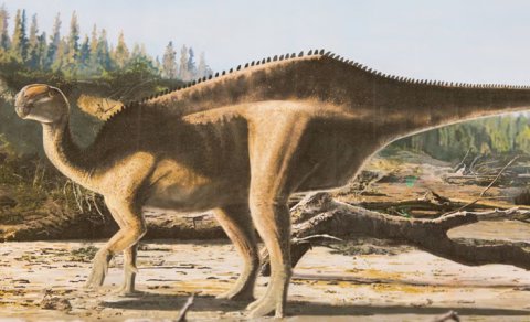 Alimlər kürəyində qeyri-adi "yelkən" olan yeni dinozavr növləri kəşf etdi