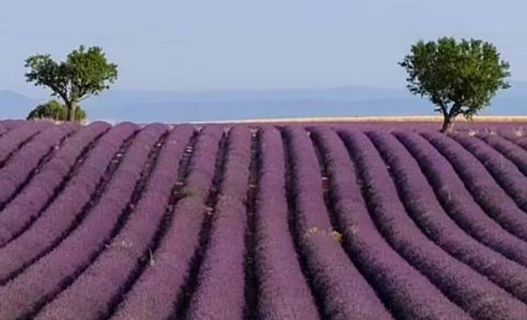 İspaniyada lavanda tarlaları olan gözəl orta əsr şəhəri: Turistləri nə cəlb edir?