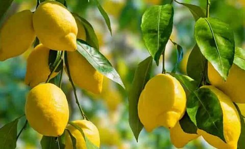 Kimlərə limon olmaz?
