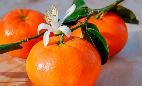 Gün ərzində maksimum necə naringi yemək olar?
