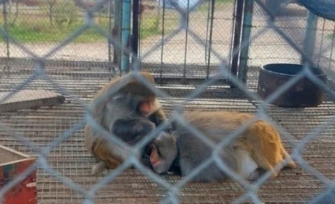Qanunsuz əyləncənin qurbanları: Günahkar kimdir?