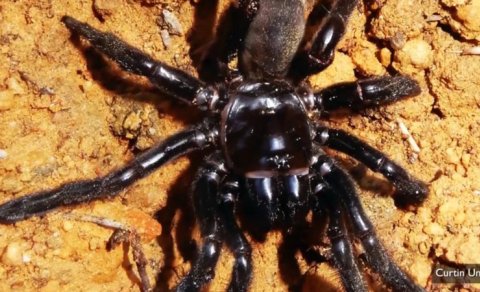 Dünyanın ən qoca hörümçəyi: 43 il yaşadı, ölüm səbəbi qocalıq olmadı