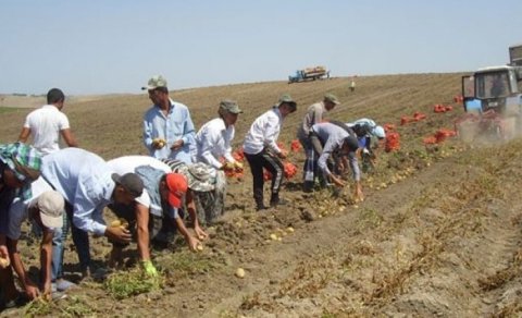 Fermerlər işçi tapa bilmirlər