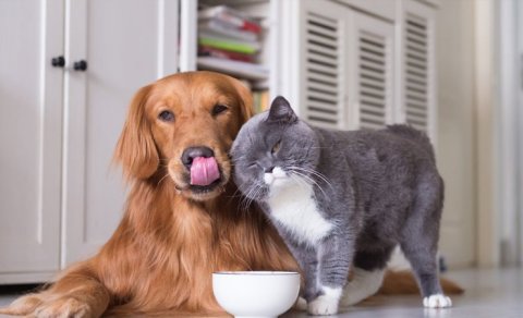 Evdə it-pişik saxlayanların diqqətinə: Cərimələnə bilərsiz