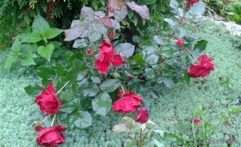 Ərini öldürüb basdırdığı yerdə güllər əkibmiş...