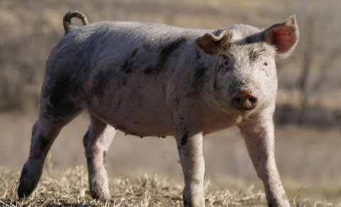 Alimlər xəstəliyə davamlı donuzlar yaratdı