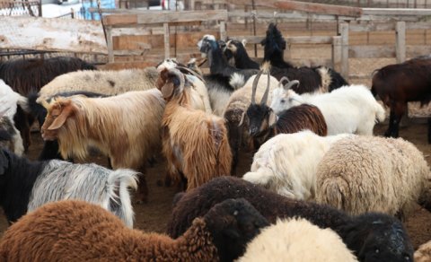 Heyvan bazarlarında fəaliyyətlər nə zaman bərpa olunacaq? - Rəsmi açıqlama