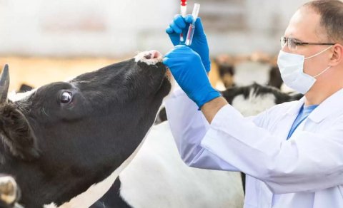 5,2 milyon doza dabaq peyvəndi gətiriləcək - MƏBLƏĞ