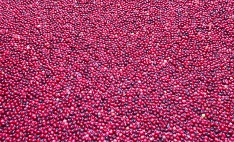 Həqiqəti öyrənəndə, bu meyvəni yemək istəməyəcəksiniz