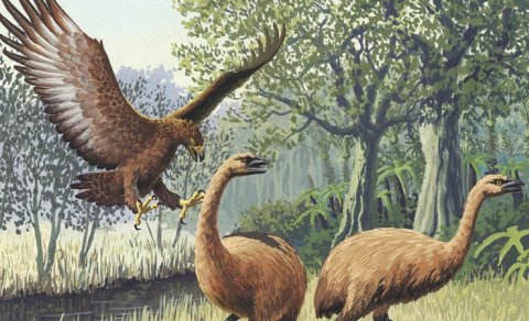 İnsanları qorxudub, nəhəng quşları yeyib: Tarixin ən böyük qartalı...