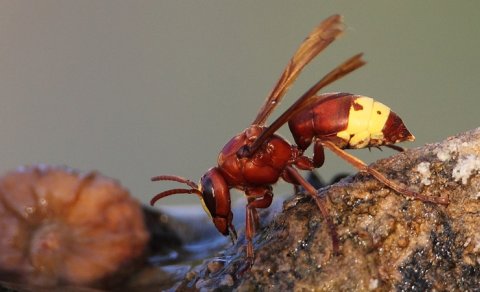 Diyetoloq izah etdi: Niyə yaşıl çayı limonla içmək faydalıdır?