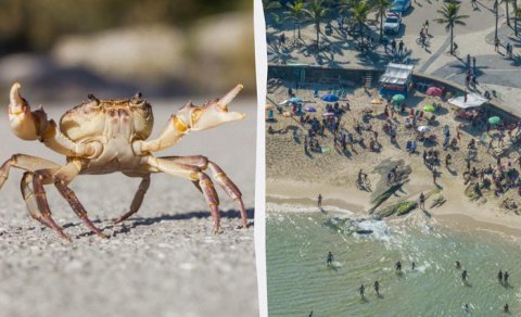 Turistlərə xəbərdarlıq: Məşhur kurortda təhlükəli xərçəng görüldü