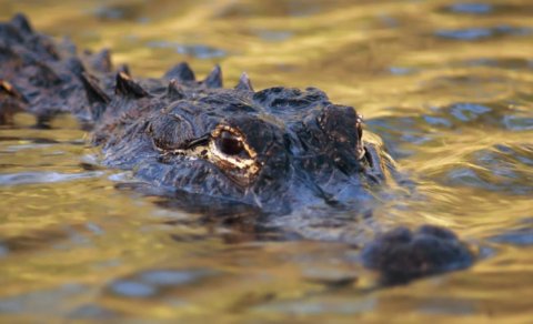 Misirdə alimlər nəhəng yırtıcıya bənzəyən, timsah tipli məxluqun qalıqlarını tapdı
