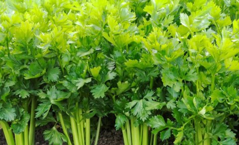 Ürək sağlamlığı üçün kərəviz