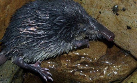 Kiçik gözlər və qəribə "xortum": Avropanın ən sirli məməlisi haqqında nə məlumdur?