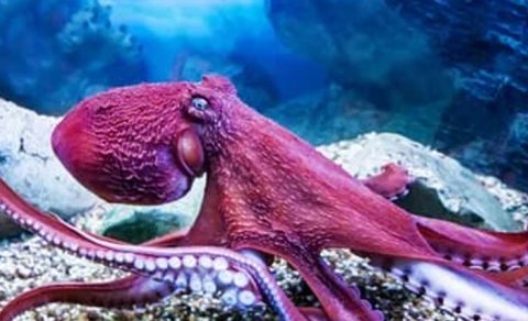 Aristotel yanılmışdı: Alimlər səkkizayaqlılar barədə əsas mifi təkzib etdi