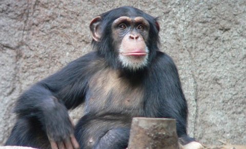 Zooparkı döyüş sahəsinə çevirdi: Şimpanze 28 il əvvəl alimləri necə heyrətləndirdi?