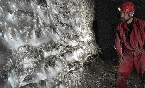 Alimlər dünyanın ən böyük hörümçək torunu tapdı