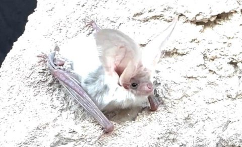 Alimlər 55 ildir heç kimin görmədiyi yarasa növünü tapdı - VİDEO