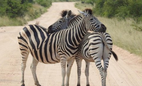 İnsanlar niyə zebraları at kimi minmirlər? - Alimlər əsas səbəbi açıqladı