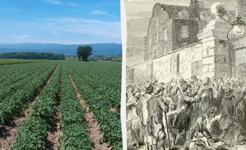 Təbiətin amansız dərsi: Bir tərəvəz Avropada bir ölkəni necə məhv etdi?