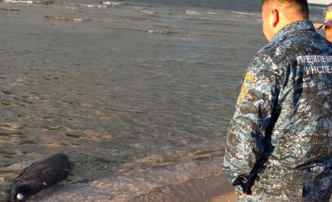 Xəzər sahilində daha 71 ölü suiti aşkarlandı