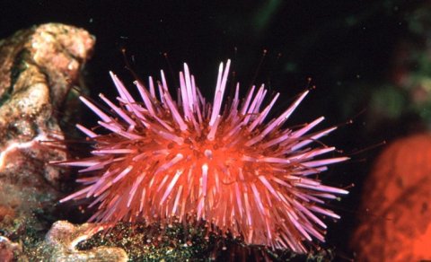 Bu dəniz canlısının bütün bədənində beyni var: Alimlərdən möcüzəvi kəşf