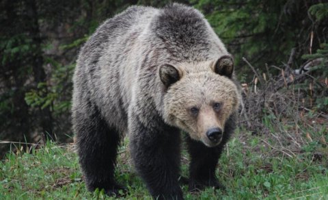 Yaponiya ayıların təcavüzü altındadır: Hücumlarda rekord sayda insan həlak olub