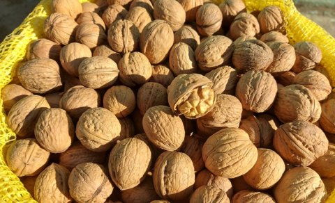 Sümüklərin möhkəmlənməsi üçün yaş qoz yeyin